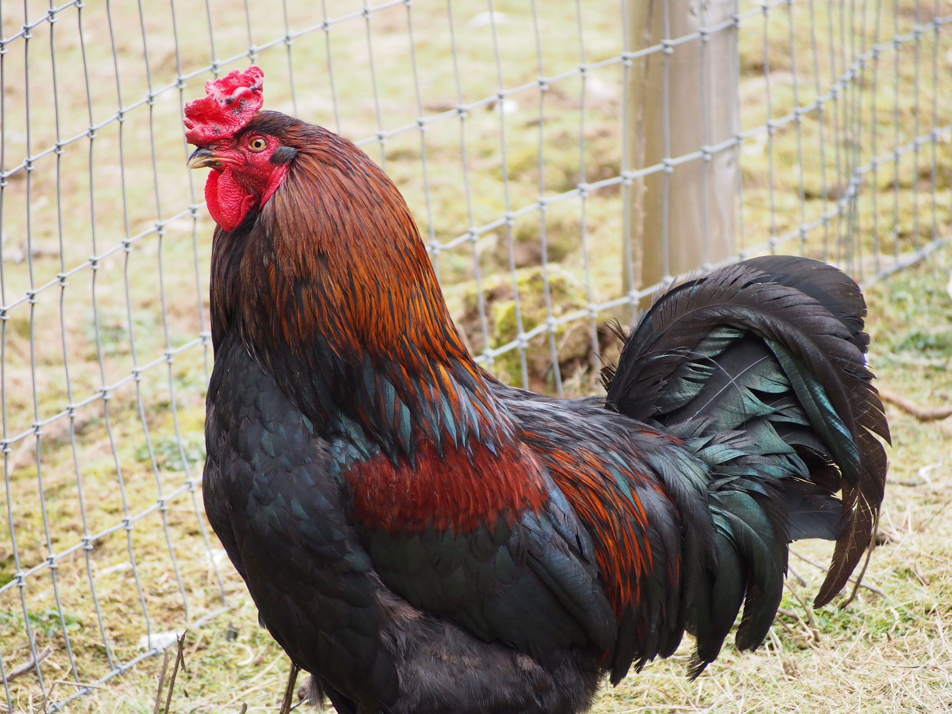 Rooster in a natural outdoor setting