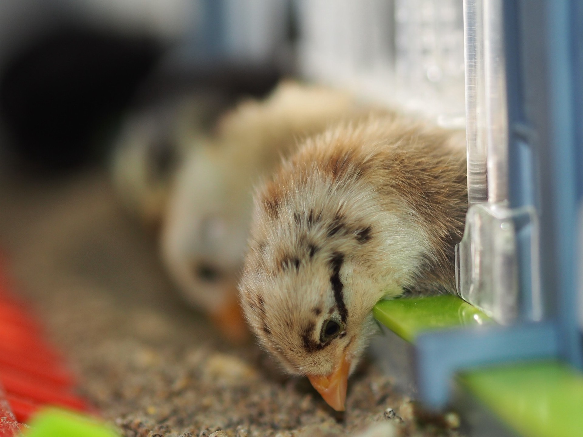 A row of chicks feeding at a trough