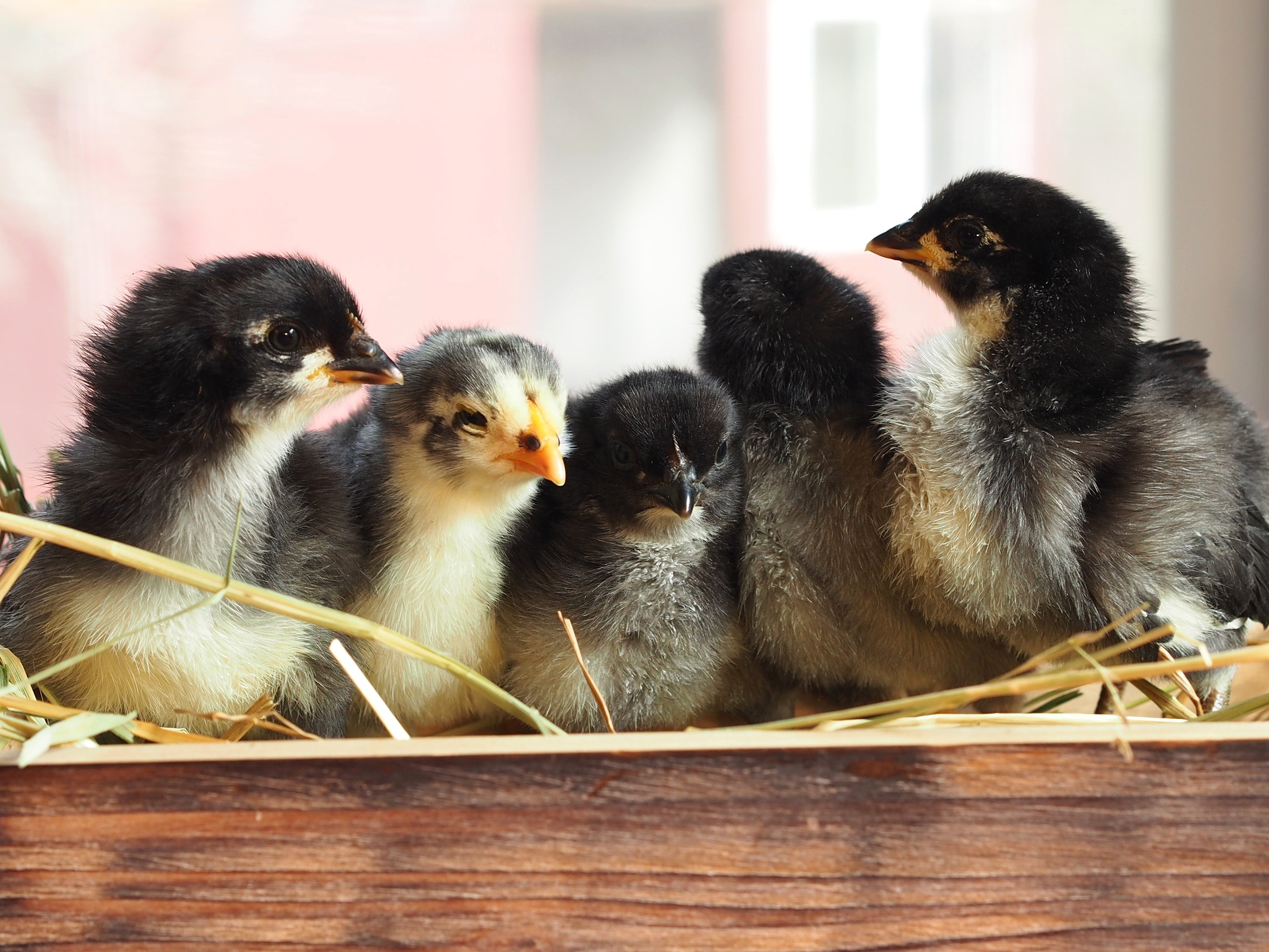 five black chicks