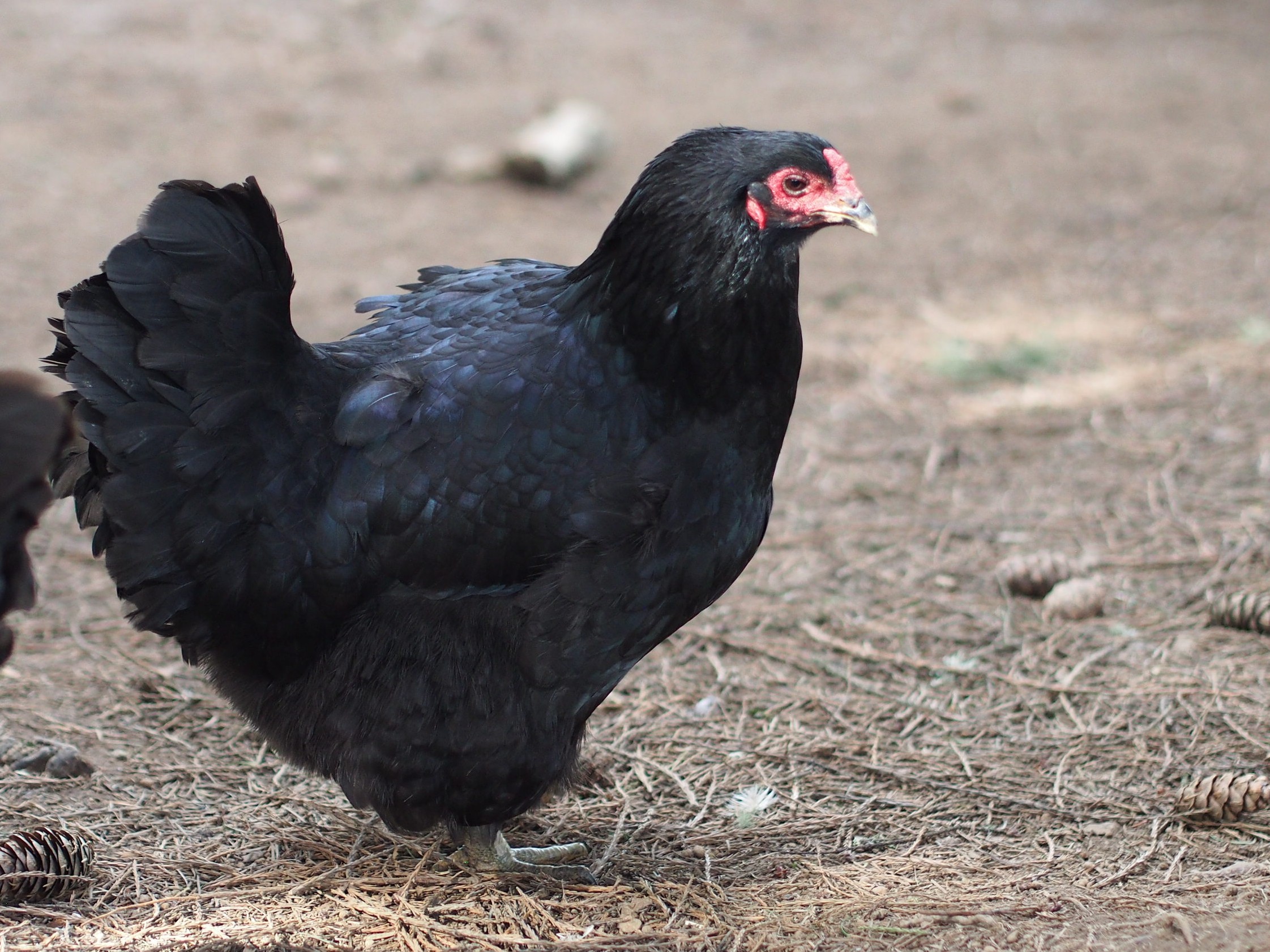 black hen