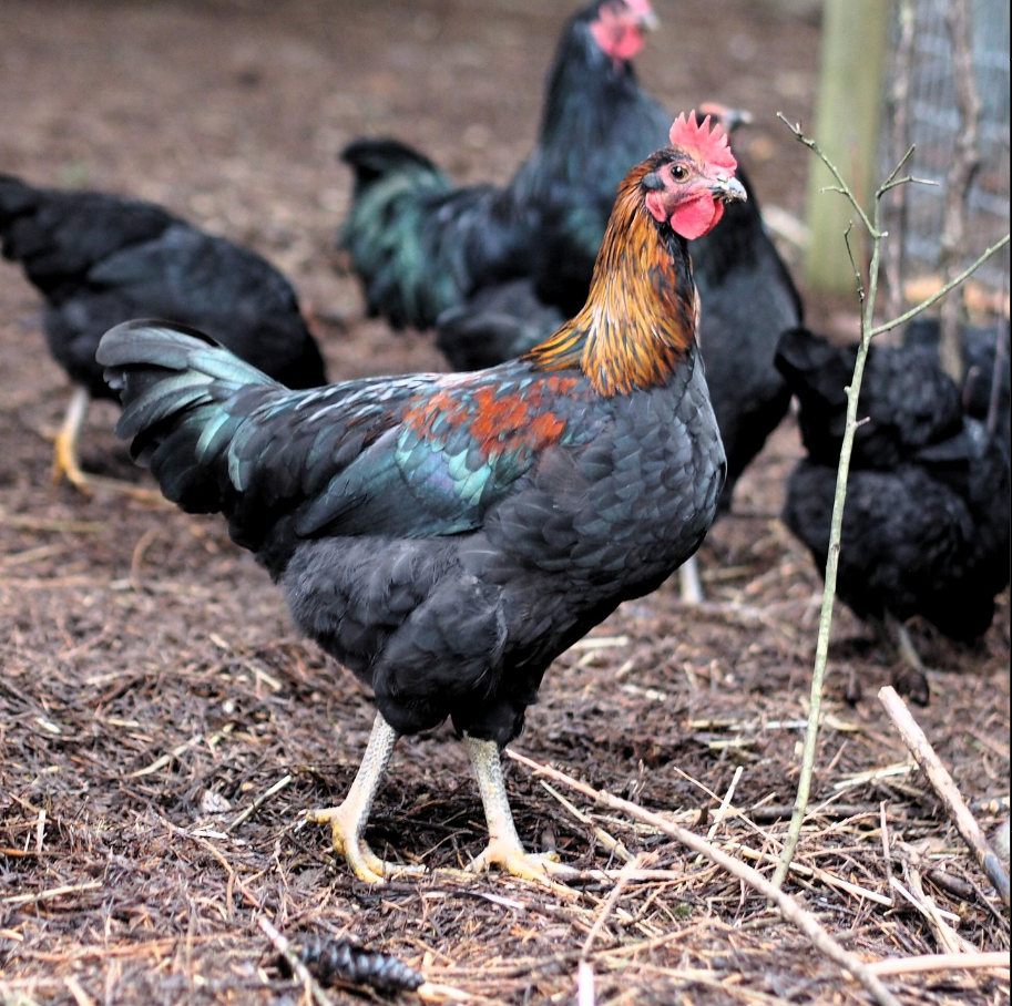 A young chicken, black with red highlights